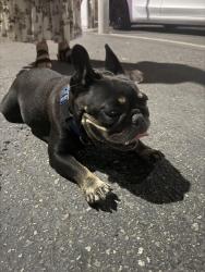 Found/Stray Female Dog last seen Los Alamitos racetrack, Cypress, CA 90720