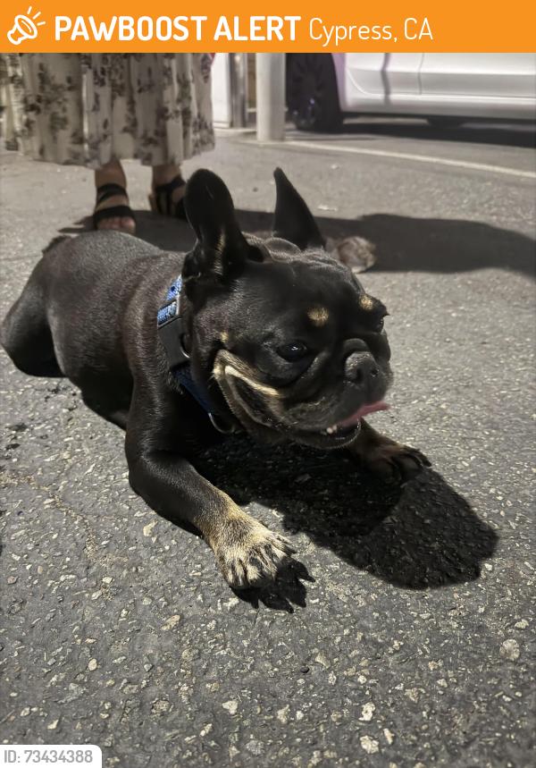Found/Stray Female Dog last seen Los Alamitos racetrack, Cypress, CA 90720