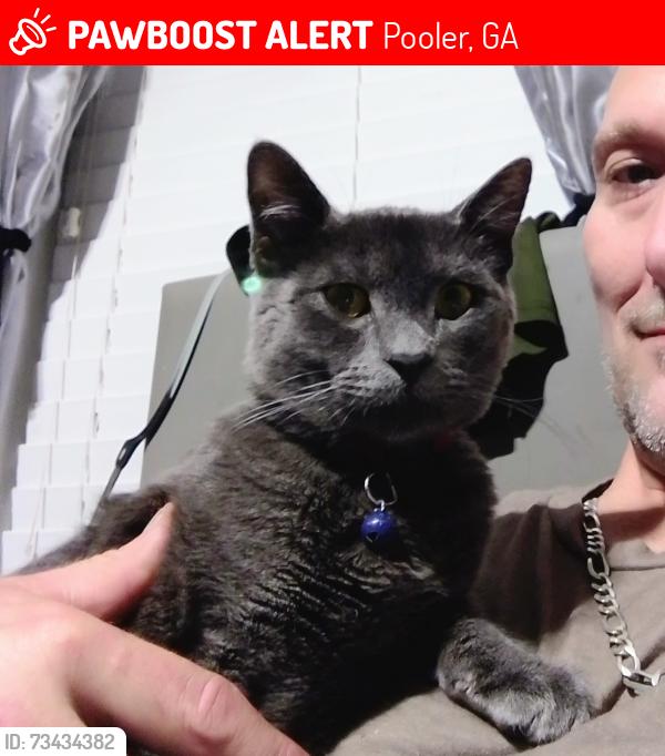 Lost Male Cat last seen Western sizzlin Hwy 80, Pooler, GA 31322
