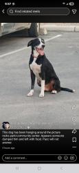 Found/Stray Male Dog last seen Picture rocks park, Tucson, AZ 85743