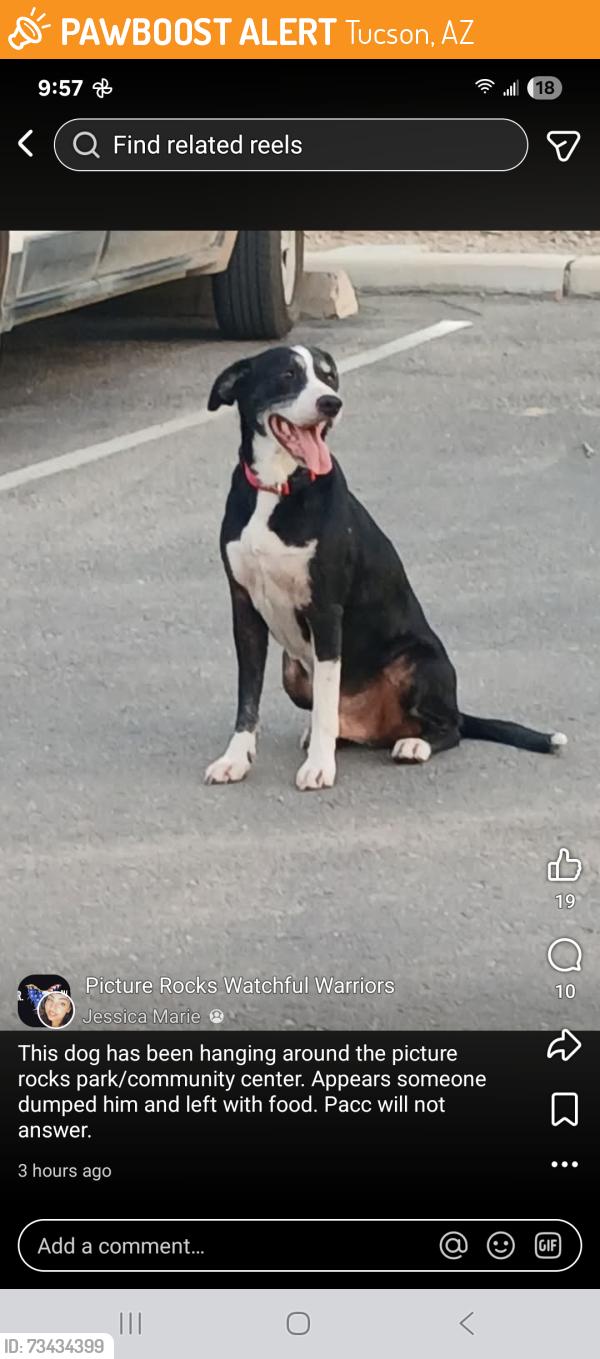 Found/Stray Male Dog last seen Picture rocks park, Tucson, AZ 85743