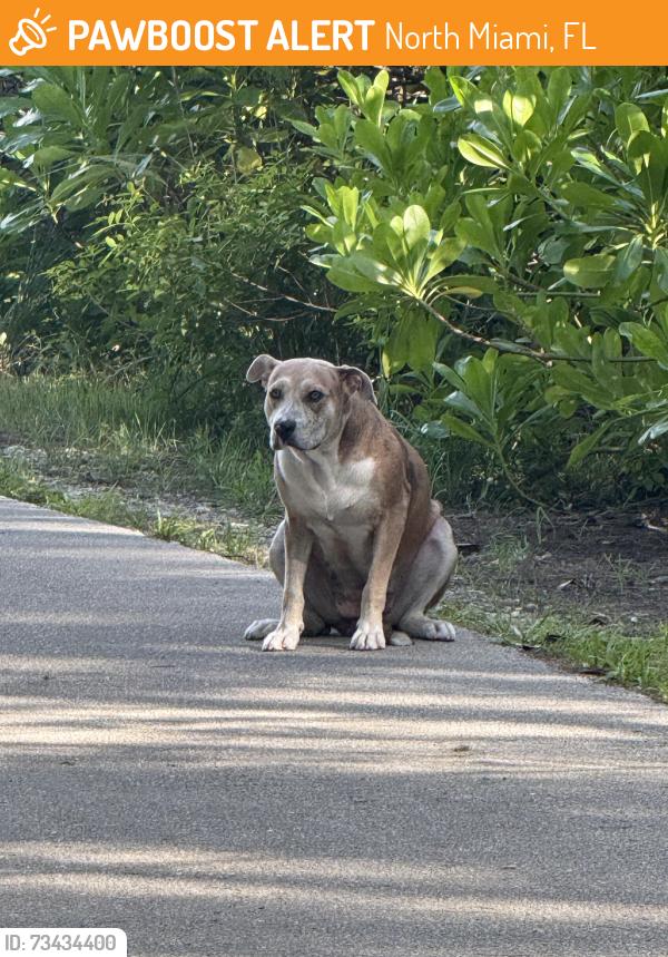 Found/Stray Unknown Dog last seen Arch Creek East Enviromental Preserve, North Miami, FL 33181
