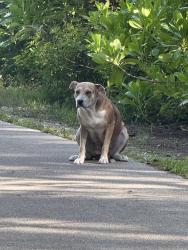 Found/Stray Unknown Dog last seen Arch Creek East Enviromental Preserve, North Miami, FL 33181