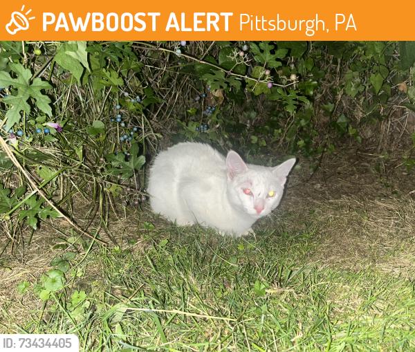 Found/Stray Unknown Cat last seen Between McPherson Blvd & Thomas Blvd near Fifth Ave, Pittsburgh, PA 15208