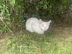 Found/Stray Unknown Cat last seen Between McPherson Blvd & Thomas Blvd near Fifth Ave, Pittsburgh, PA 15208