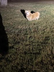 Found/Stray Male Dog last seen VICC, Brownsville, TX 78520