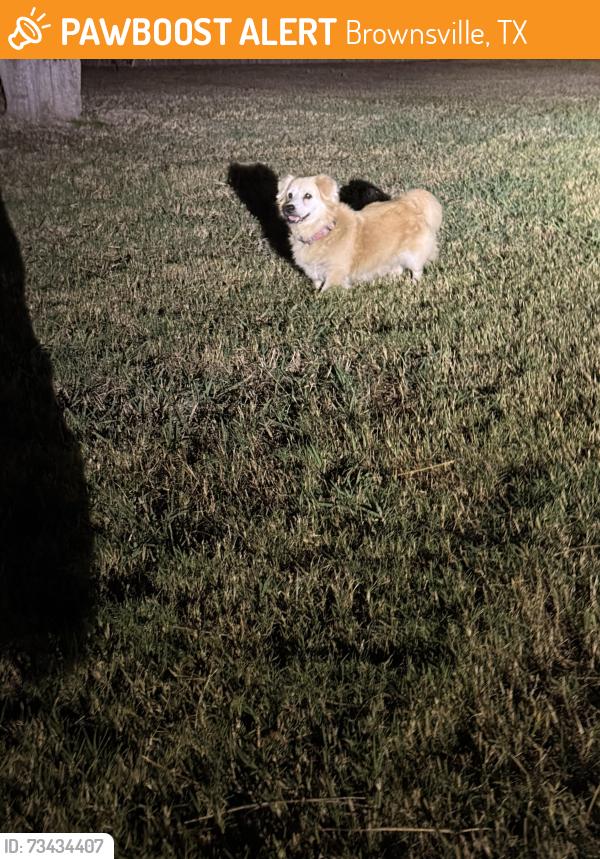 Found/Stray Male Dog last seen VICC, Brownsville, TX 78520
