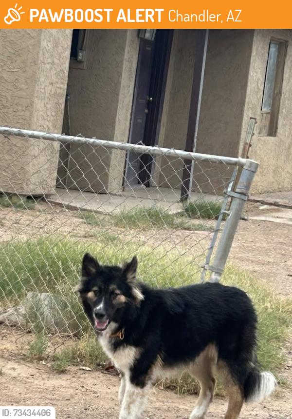 Found/Stray Unknown Dog last seen W Fry Rd and AZ 87, Chandler, AZ 85225