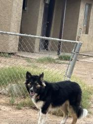 Found/Stray Unknown Dog last seen W Fry Rd and AZ 87, Chandler, AZ 85225