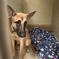 Shelter Stray Unknown Dog last seen , 6621 Westminster Ave, Garden Grove, CA 92844, USA