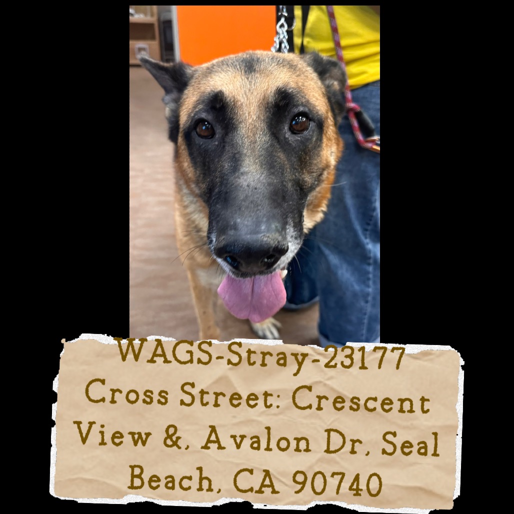 Shelter Stray Unknown Dog last seen , 6621 Westminster Ave, Garden Grove, CA 92844, USA