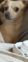 Lost Male Dog last seen Around east Nile’s, Bakersfield, CA 93306