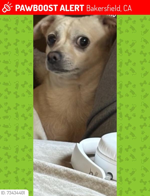 Lost Male Dog last seen Around east Nile’s, Bakersfield, CA 93306