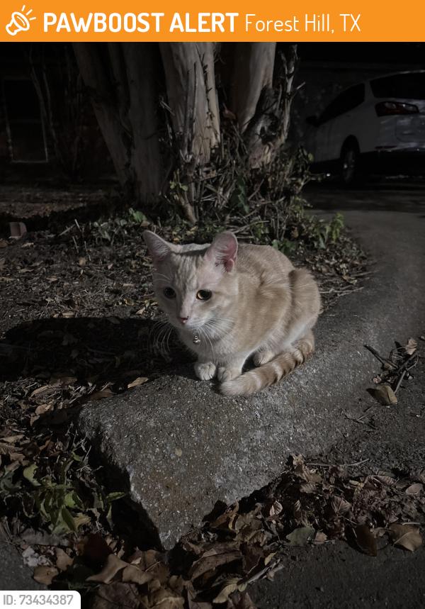 Found/Stray Male Cat last seen Windy Ln, Forest Hill, TX 76140