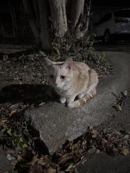 Found/Stray Male Cat last seen Windy Ln, Forest Hill, TX 76140