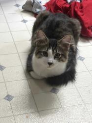 Reunited Male Cat last seen Main St & Byrnes St, East Troy, WI 53120