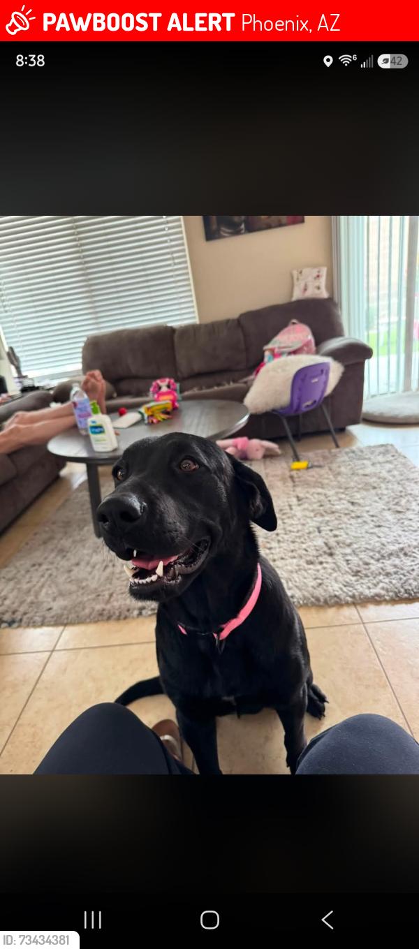 Lost Female Dog last seen North Valley Parkway and Casino, Phoenix, AZ 85085