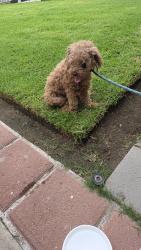 Found/Stray Unknown Dog last seen Maplegrove St La Puente, La Puente, CA 91790