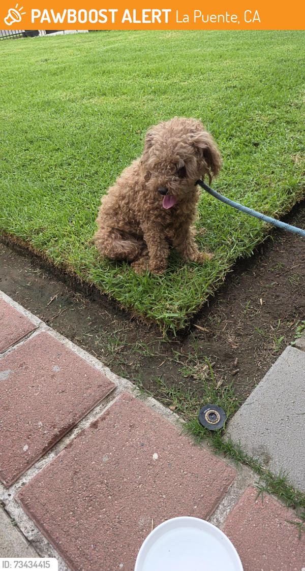 Found/Stray Unknown Dog last seen Maplegrove St La Puente, La Puente, CA 91790