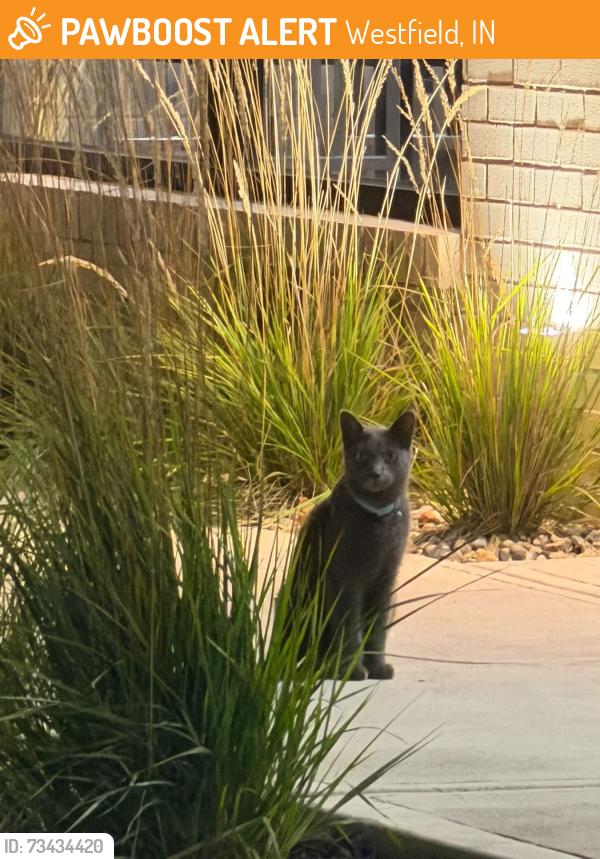 Found/Stray Unknown Cat last seen Arby’s, Westfield, IN 46074