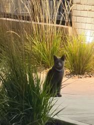 Found/Stray Unknown Cat last seen Arby’s, Westfield, IN 46074