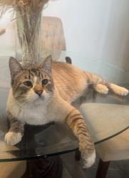 Lost Male Cat last seen Near S 1500 E, Bountiful UT 84010, Bountiful, UT 84010