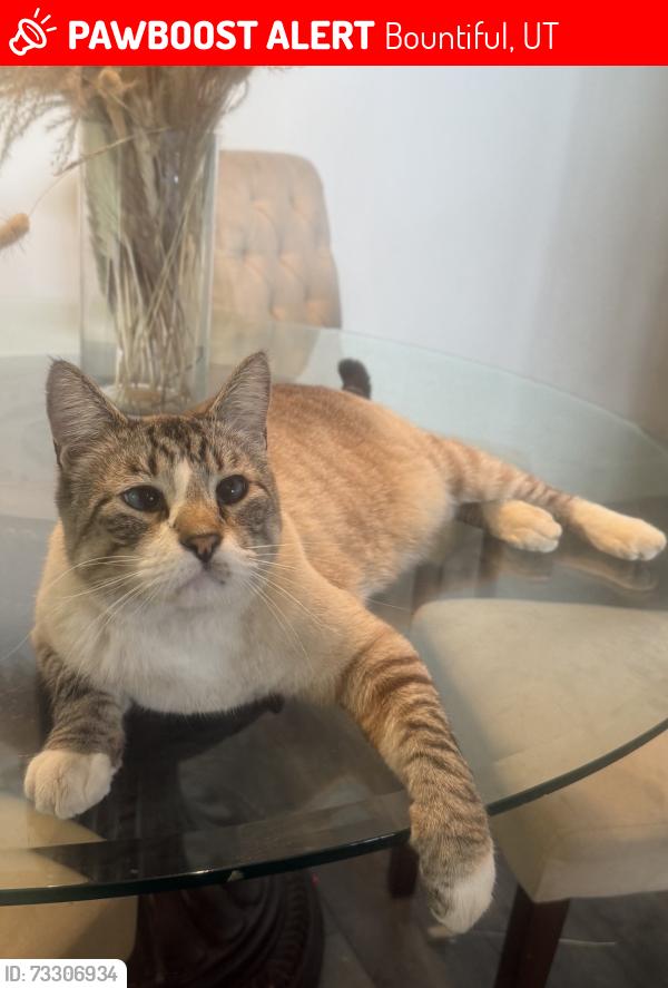 Lost Male Cat last seen Near S 1500 E, Bountiful UT 84010, Bountiful, UT 84010