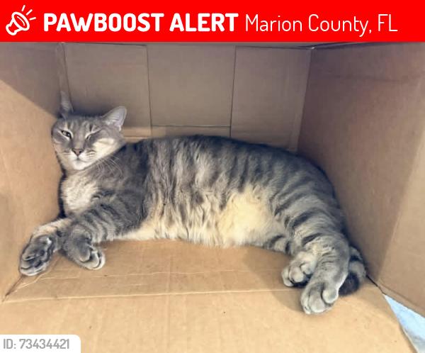 Lost Male Cat last seen Little joeys Italian restaurant, Marion County, FL 34491