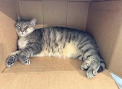 Lost Male Cat last seen Little joeys Italian restaurant, Marion County, FL 34491