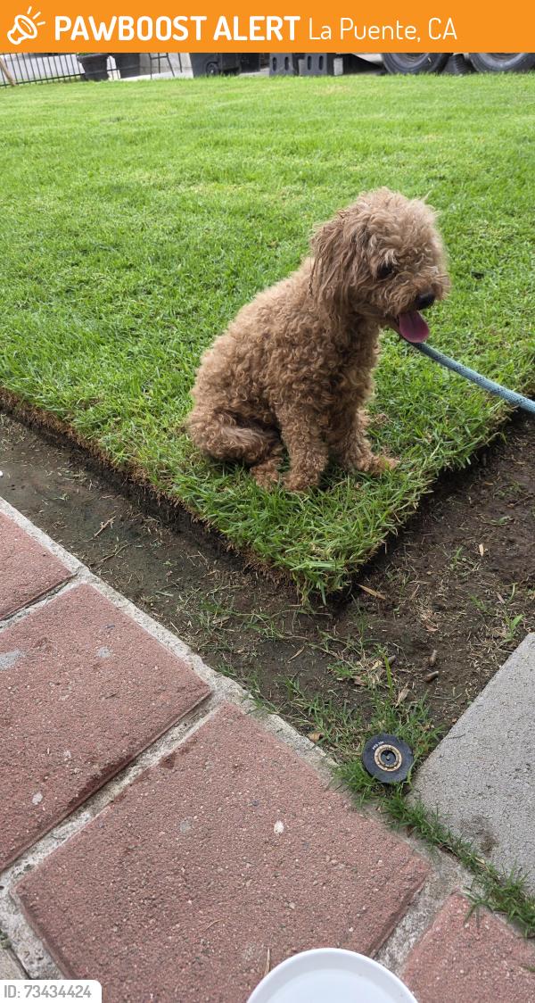 Found/Stray Unknown Dog last seen Maplegrove St La Puente, La Puente, CA 91790