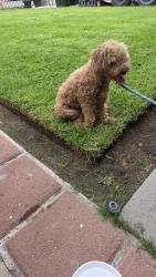 Found/Stray Unknown Dog last seen Maplegrove St La Puente, La Puente, CA 91790