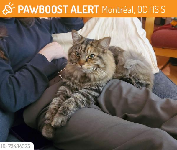 Found/Stray Female Cat last seen Rue Jean-Talon Est, Rue Saint-Denis, Montréal, QC H2S 2S4
