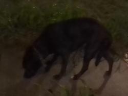 Found/Stray Female Dog last seen Near e 20th street, Kansas City, MO 64127