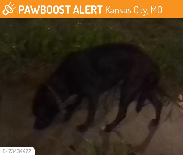 Found/Stray Female Dog last seen Near e 20th street, Kansas City, MO 64127