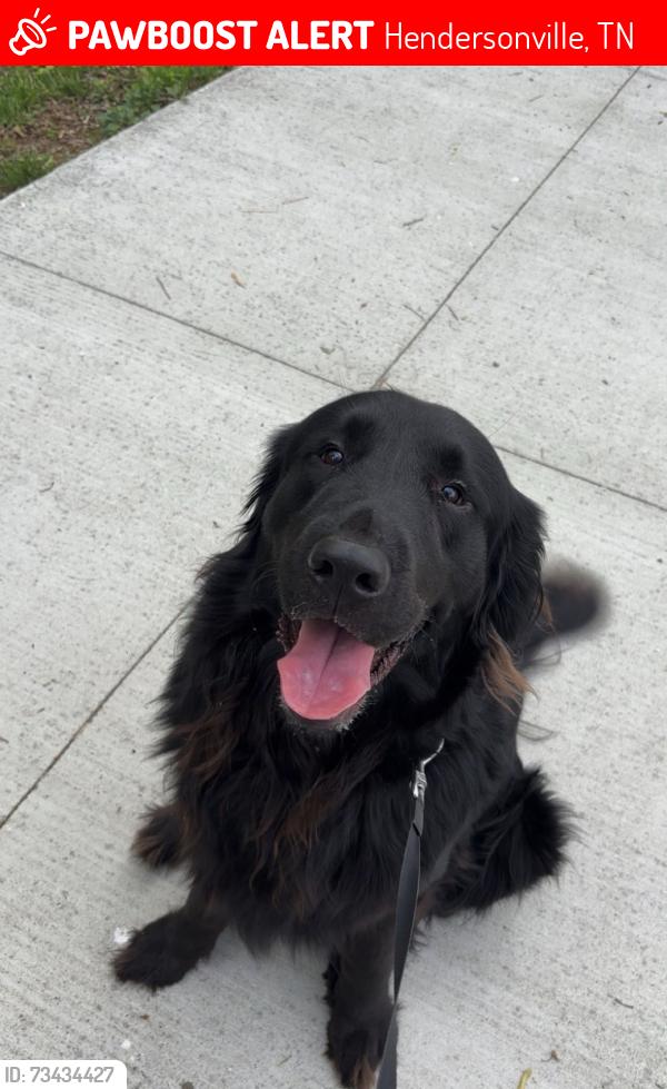 Lost Male Dog last seen new shackle island road, Hendersonville, TN 37075