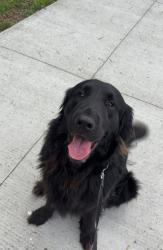 Lost Male Dog last seen new shackle island road, Hendersonville, TN 37075