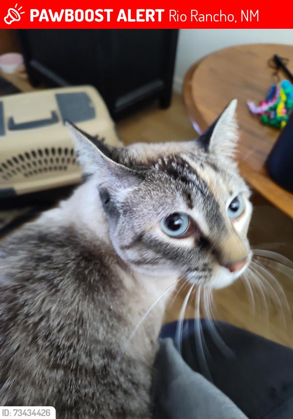 Lost Female Cat last seen 4th and Southern, Rio Rancho, NM 87124