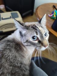 Lost Female Cat last seen 4th and Southern, Rio Rancho, NM 87124