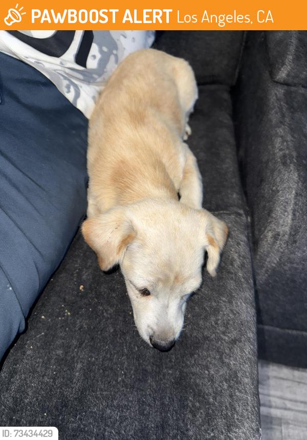Found/Stray Male Dog last seen Near and converse ave, Los Angeles, CA 90001