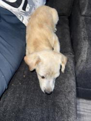 Found/Stray Male Dog last seen Near and converse ave, Los Angeles, CA 90001