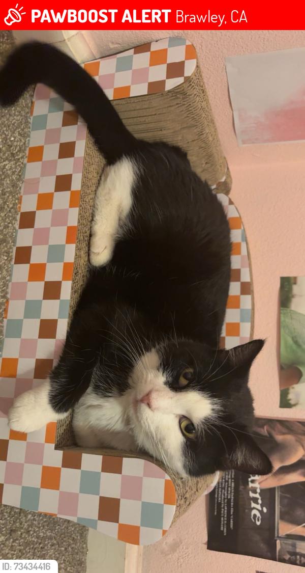 Lost Female Cat last seen Palm Avenue, Brawley, CA 92227