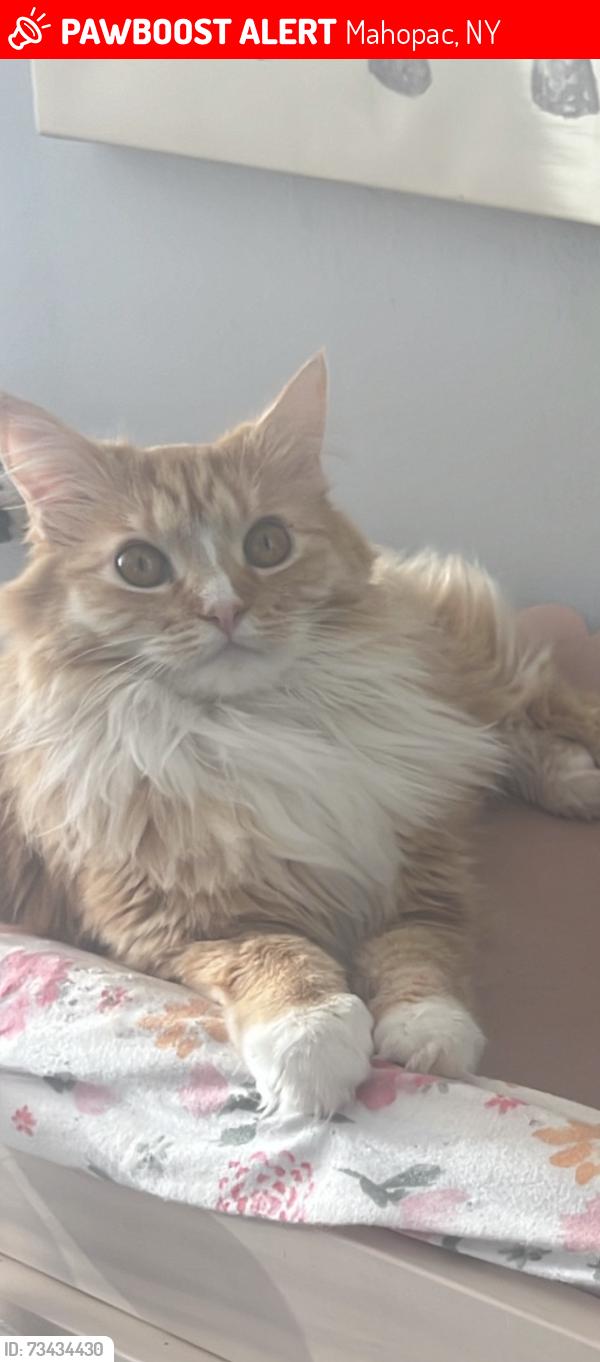Lost Female Cat last seen Near union valley rd her air tag said since 10am yesterday, Mahopac, NY 10541