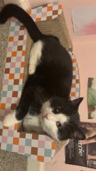 Lost Female Cat last seen Palm Avenue, Brawley, CA 92227