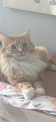 Lost Female Cat last seen Near union valley rd her air tag said since 10am yesterday, Mahopac, NY 10541