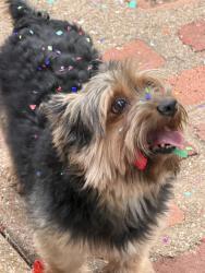 Lost Male Dog last seen Rendon New Hope Road, Rendon, TX 76028