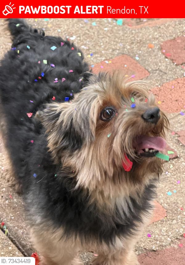 Lost Male Dog last seen Rendon New Hope Road, Rendon, TX 76028