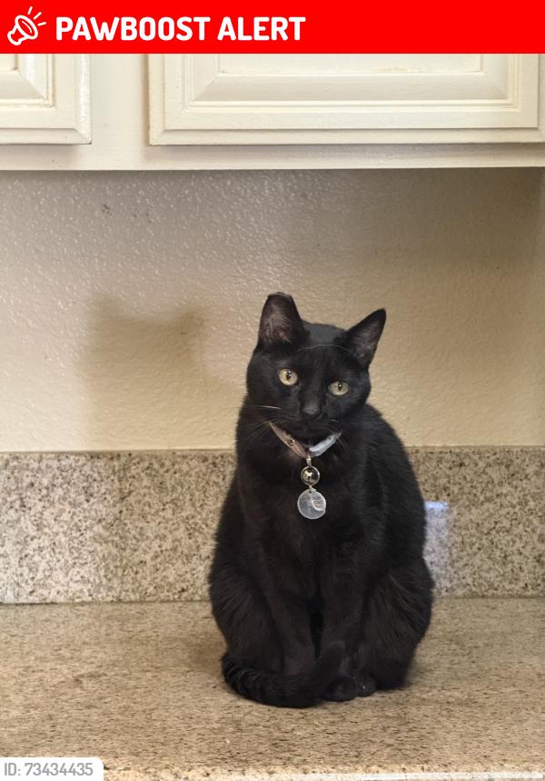 Lost Female Cat last seen Gaviota, Rancho Santa Margarita, CA 92688
