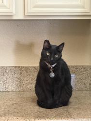 Lost Female Cat last seen Gaviota, Rancho Santa Margarita, CA 92688