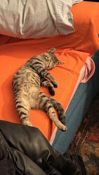 Lost Female Cat last seen Ne 155th st & 27th Ave Ne, Shoreline, WA 98155