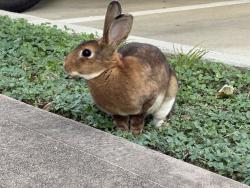 Found/Stray Unknown Rabbit last seen Kingsland & Cobia, Marquis Reserve apmts, Katy, TX 77494
